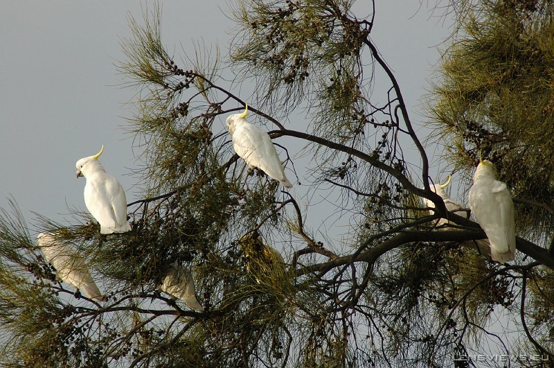 Sulphur-Crested Cockatoo 105 